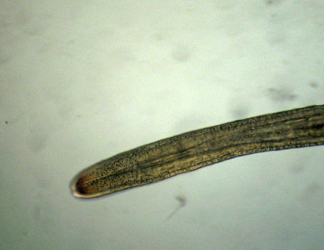 Anellidi policheti quasi microscopici